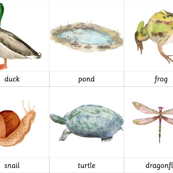 Montessori 3 Part Cards - Pond Habitat