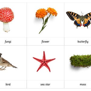 Montessori 3 Part Cards - Living & Non-Living