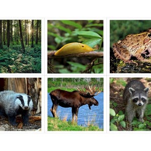 Forest Habitat Montessori 3 Part Cards - Etsy