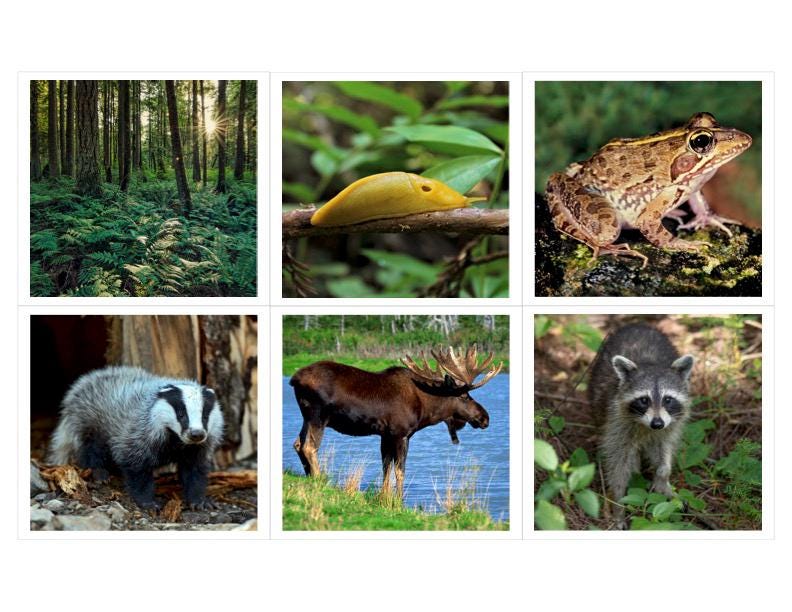 Forest Habitat Montessori 3 Part Cards - Etsy