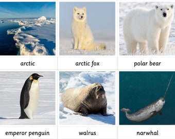 Arctic Habitat - Montessori 3 Part Cards