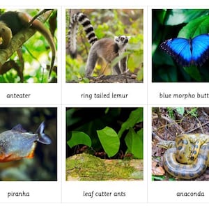Rainforest Habitat Montessori 3 Part Cards - Etsy