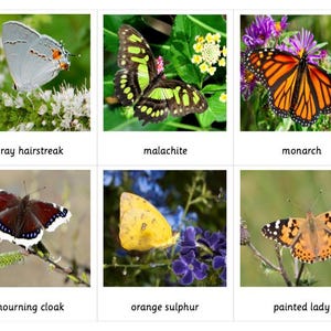 Papillons - Cartes Montessori en 3 parties