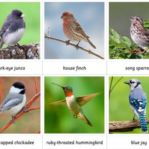 Montessori 3 Part Cards Backyard Birds - Etsy