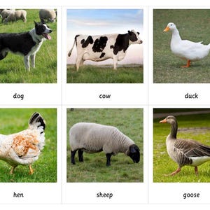 Farm Animal Montessori 3 Part Cards - Etsy