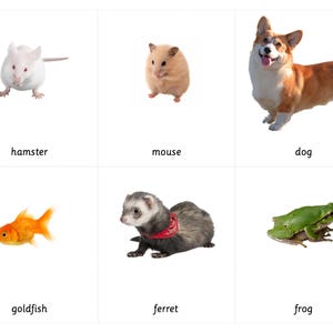 Animaux de compagnie - Cartes Montessori en 3 parties avec objets linguistiques