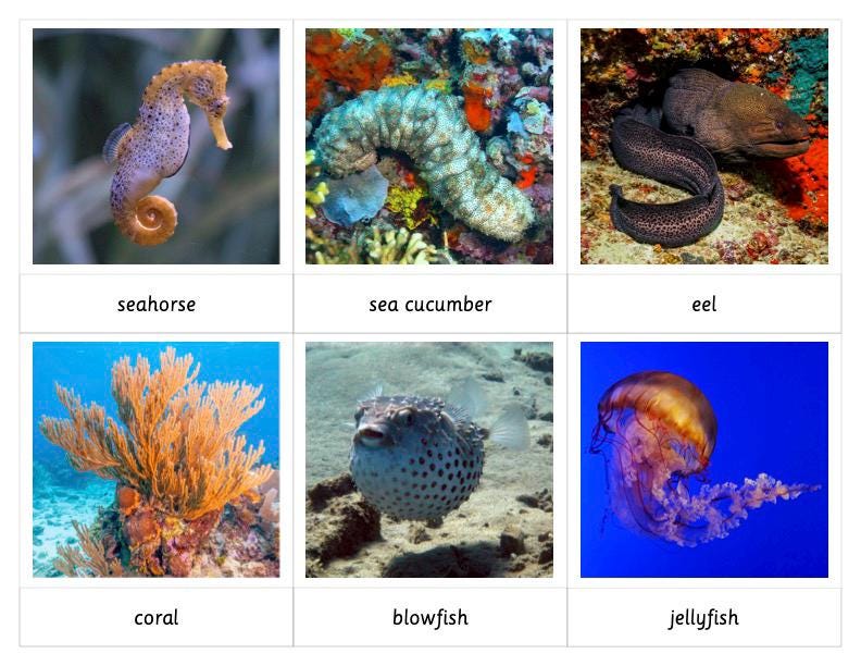 Ocean Habitat Montessori 3 Part Cards - Etsy