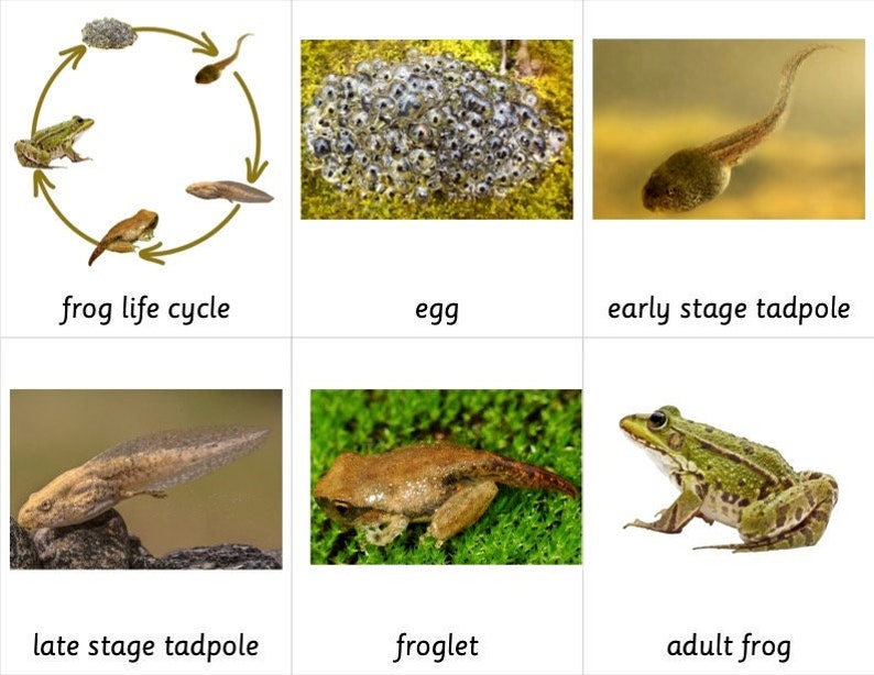 Froglets Eyfs Frog Life Cycle - Montessori 3 Part Cards - Etsy