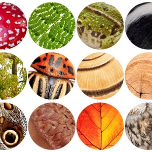 Woodland Magnified Matching Cards