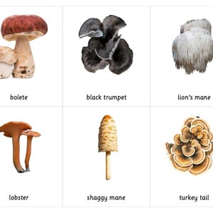 Types de champignons - Cartes Montessori en 3 parties