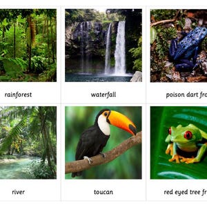 Rainforest Habitat Montessori 3 Part Cards - Etsy