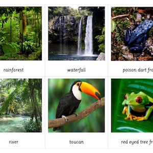 Tarjetas Montessori de tres partes sobre el hábitat de la selva tropical
