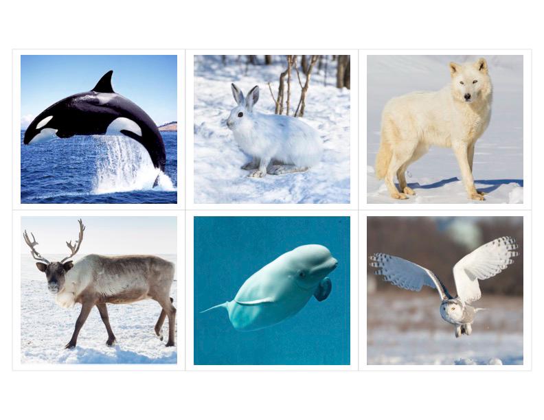 Arctic Habitat - Montessori 3 Part Cards - Etsy