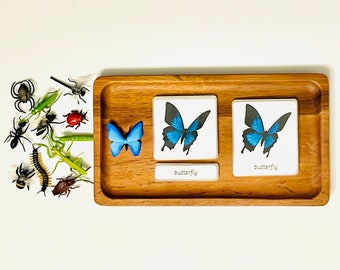 Montessori Insect & Bug 3 Part Cards Set