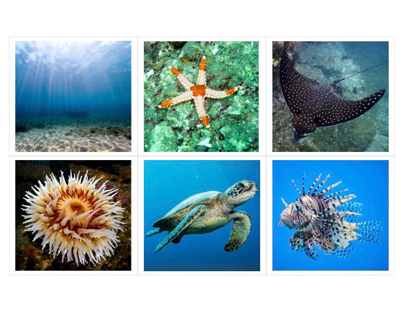 Ocean Habitat Montessori 3 Part Cards - Etsy