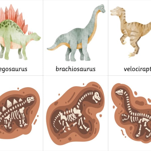 Cartes d'identification de fossiles de dinosaures