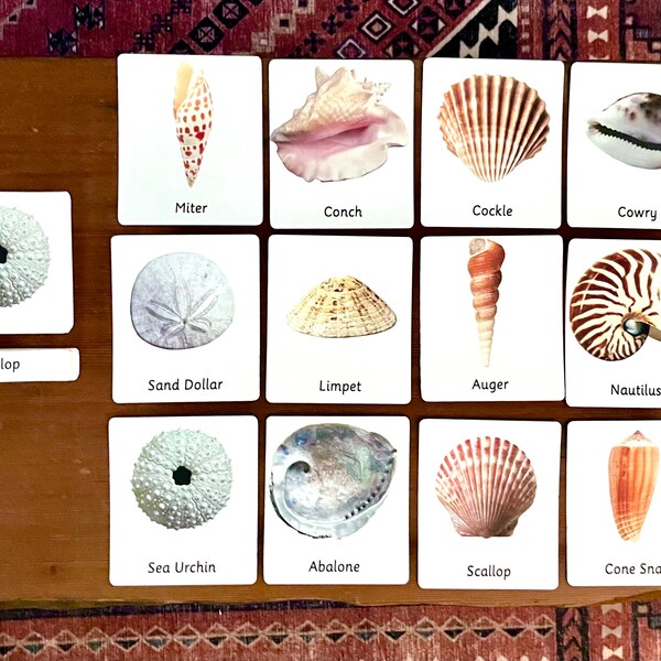 Montessori 3 Part Cards - Seashells