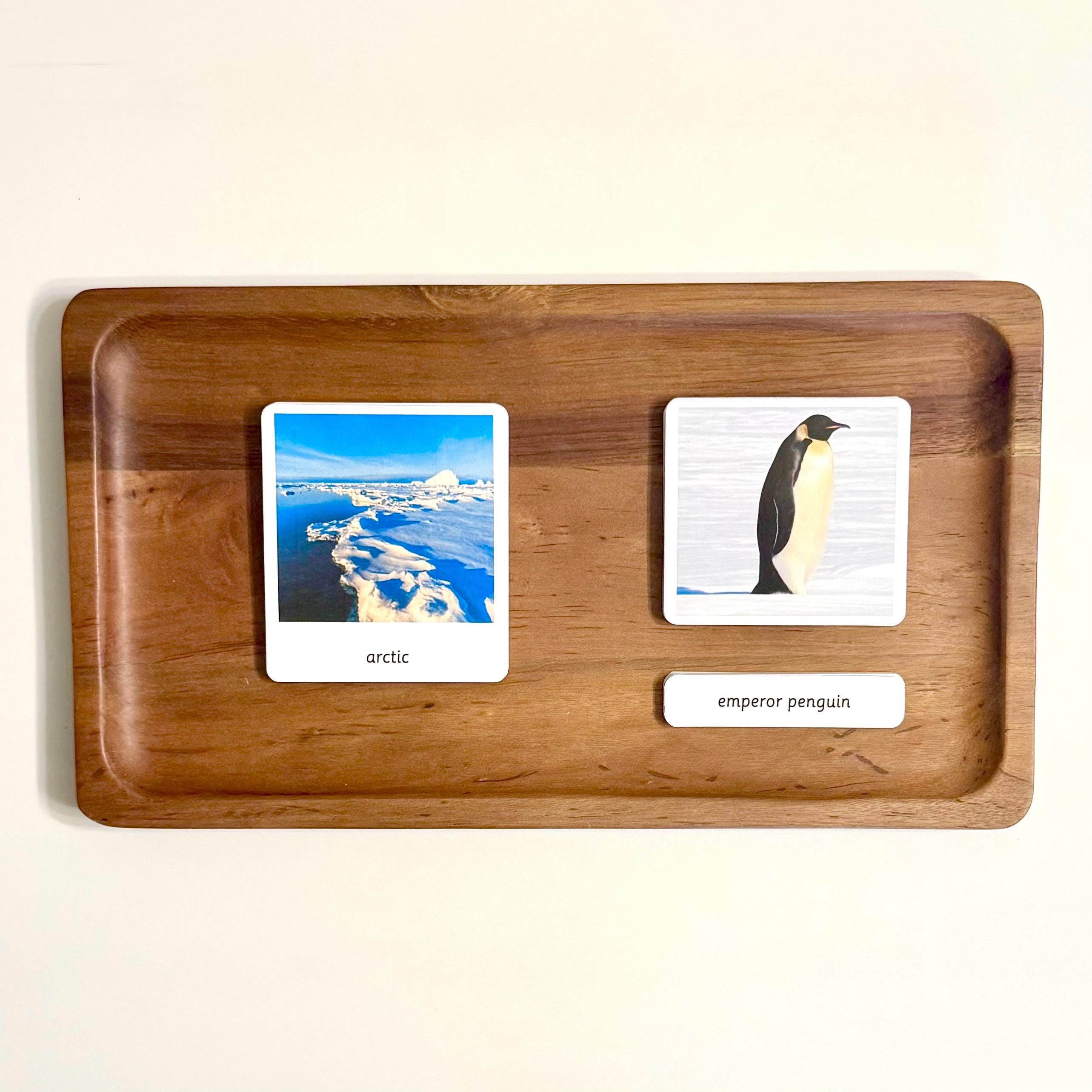 Arctic Habitat Montessori 3 Part Cards - Etsy