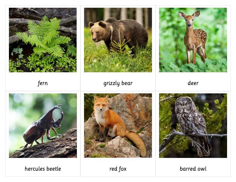 Forest Habitat Montessori 3 Part Cards - Etsy