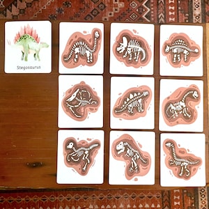 Dinosaurier Fossilien Identifikationskarten
