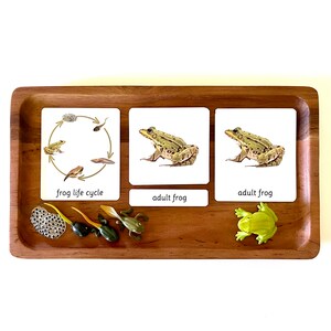 Lebenszyklus des Frosches - Montessori 3-teilige Karten & passende Objekte