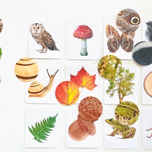 Cartes assorties agrandies Woodland