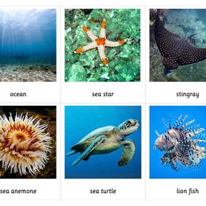 Cartes en 3 parties Ocean Habitat Montessori