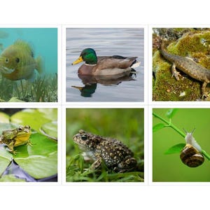 Pond Habitat Montessori 3 Part Cards - Etsy