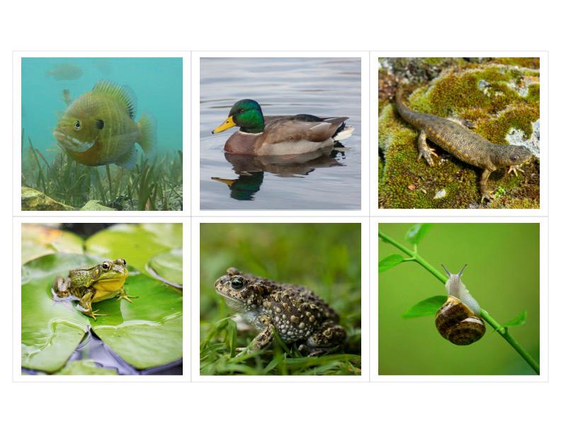 Pond Habitat Montessori 3 Part Cards - Etsy
