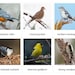 Montessori 3 Part Cards - Backyard Birds - Etsy