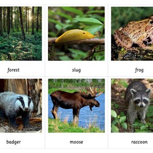 Tarjetas Montessori de 3 partes para el hábitat forestal