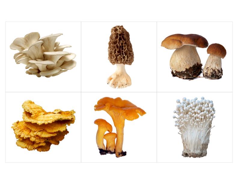 Types of Mushrooms Montessori 3 Part Cards - Etsy