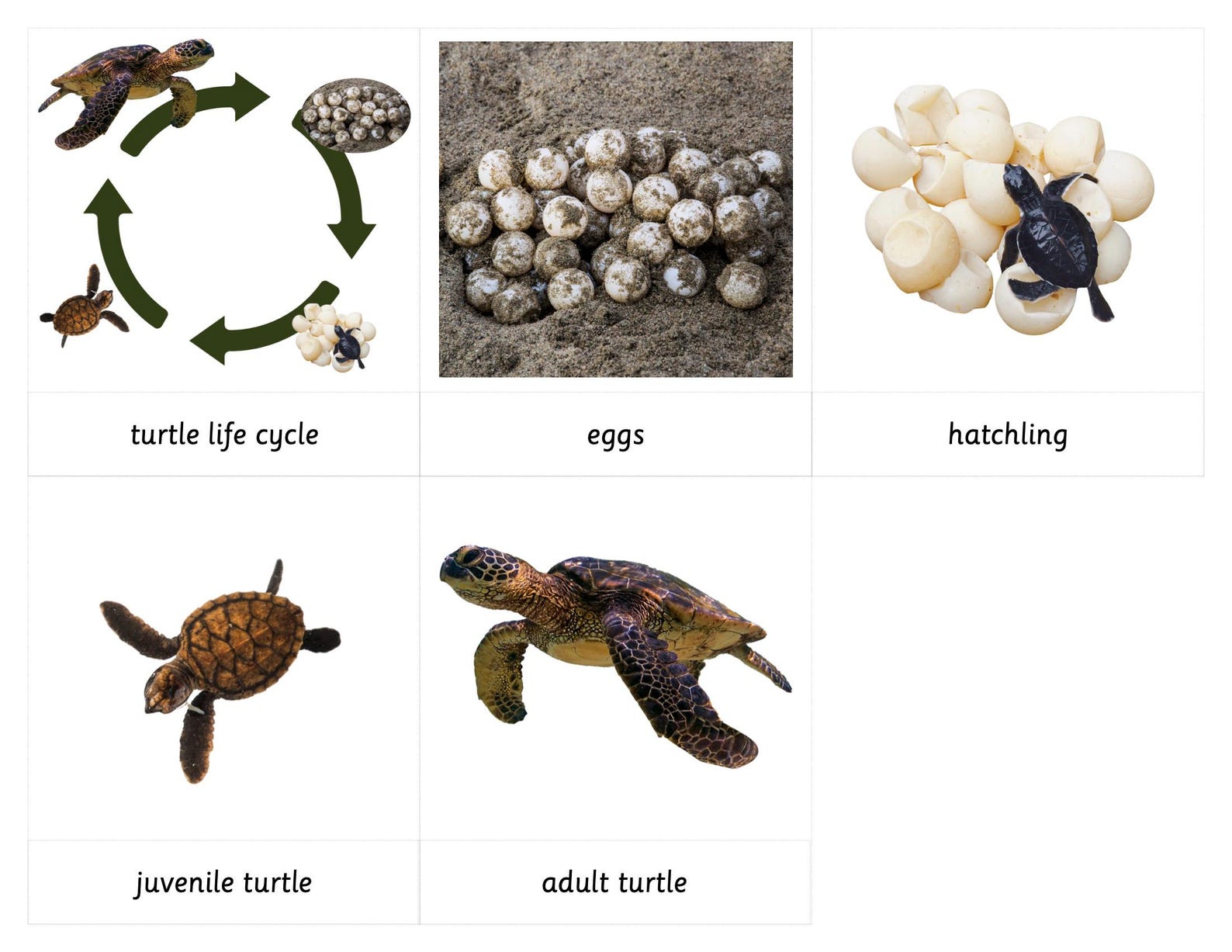 Sea Turtle Life Cycle - Montessori 3 Part Cards - Etsy
