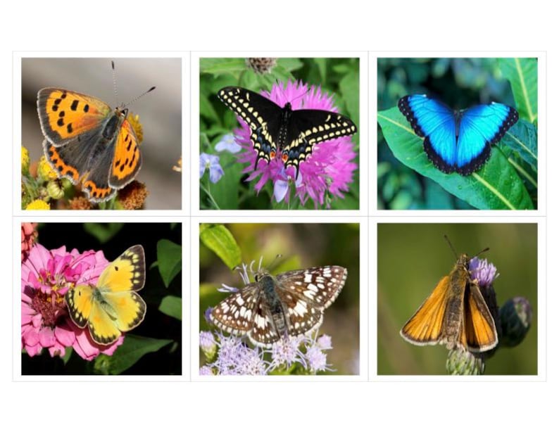 Types of Butterflies Montessori 3 Part Cards - Etsy