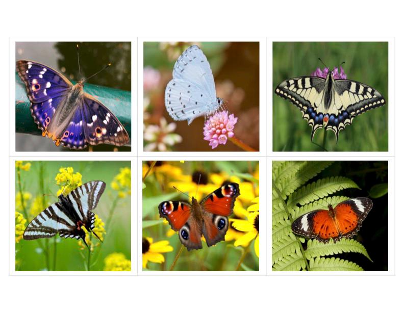 Types of Butterflies Montessori 3 Part Cards - Etsy