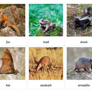 Nachtdieren Montessori 3-delige kaarten