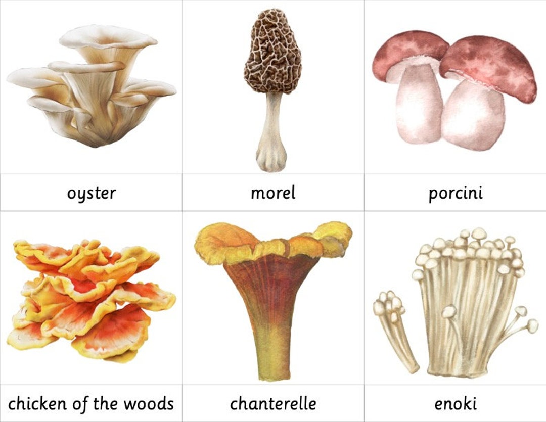 Montessori 3 Part Cards Types of Mushrooms - Etsy Canada