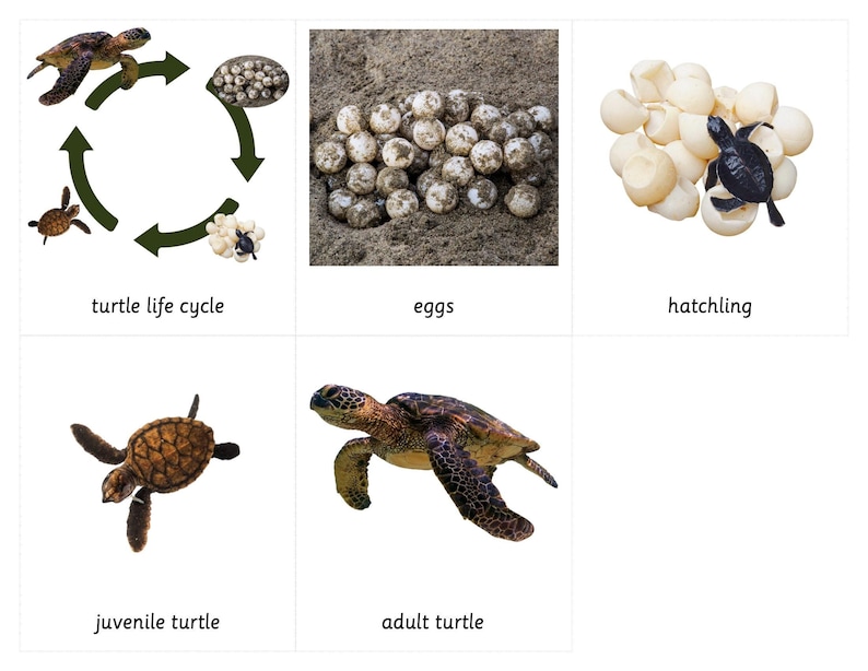 Sea Turtle Life Cycle - Montessori 3 Part Cards - Etsy