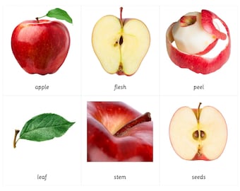 Cartes en 3 parties Parties d'une pomme Montessori