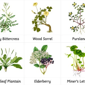 Cartes Montessori en 3 parties - Plantes sauvages comestibles