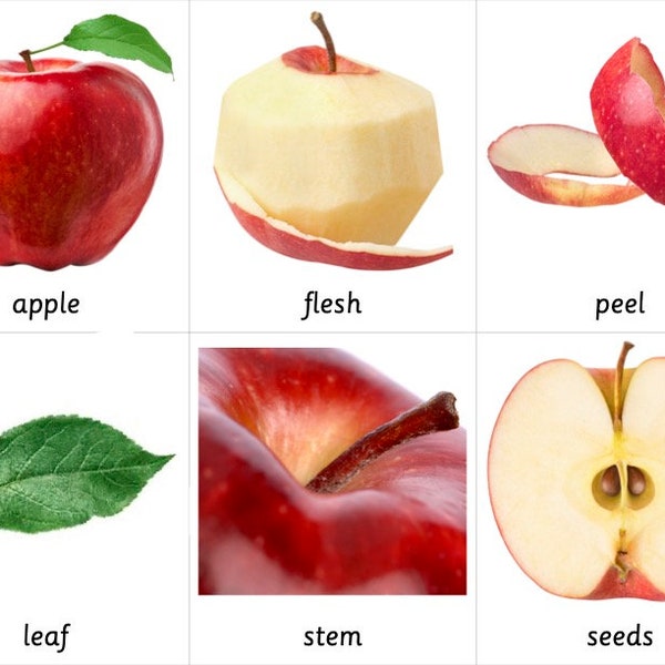 Montessori 3 Part Cards - Parts of an Apple