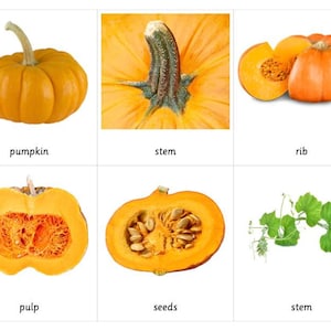 Cartes Parties d'une citrouille Montessori en 3 parties
