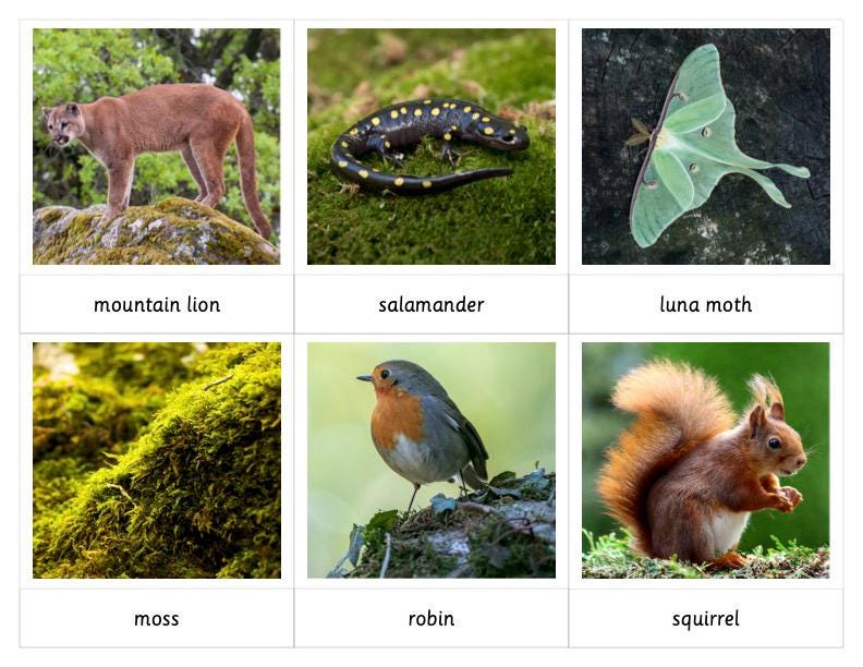 Forest Habitat Montessori 3 Part Cards - Etsy