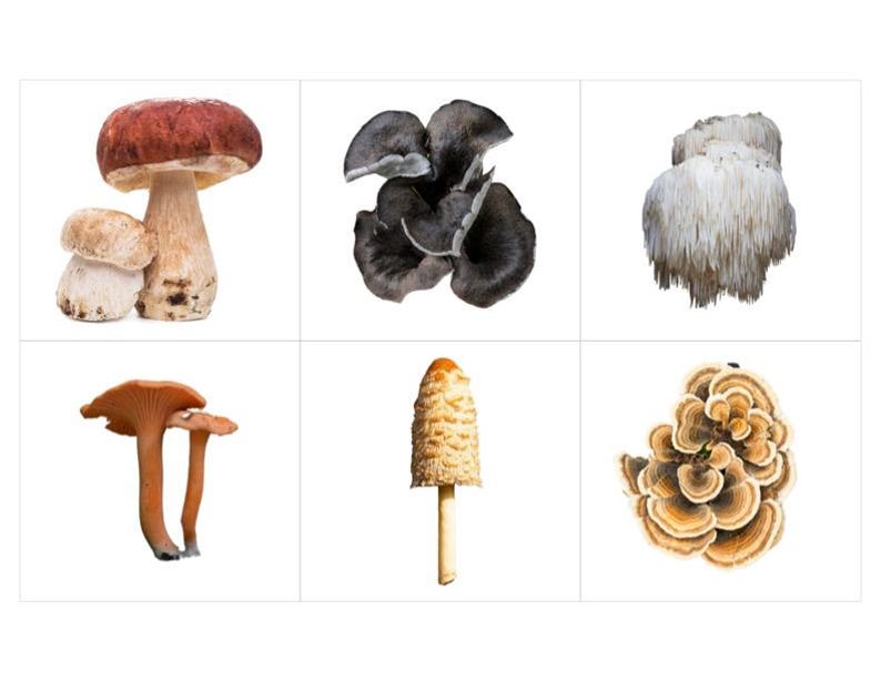 Types of Mushrooms Montessori 3 Part Cards - Etsy