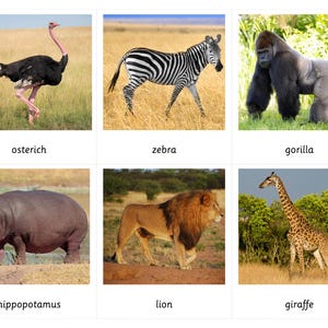 Animales africanos - Tarjetas Montessori de 3 partes