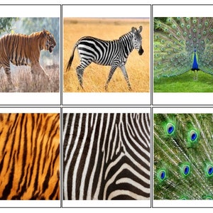 Montessori-kaarten met dierenprint