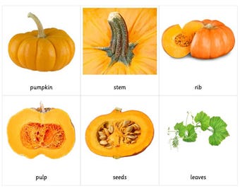 Cartes Parties d'une citrouille Montessori en 3 parties