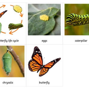 Ciclo de vida de la mariposa: tarjetas Montessori de 3 partes