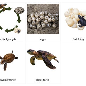 Cycle de vie des tortues de mer - Cartes Montessori en 3 parties