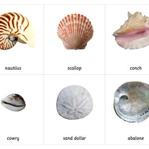 Seashell Montessori 3 Part Cards